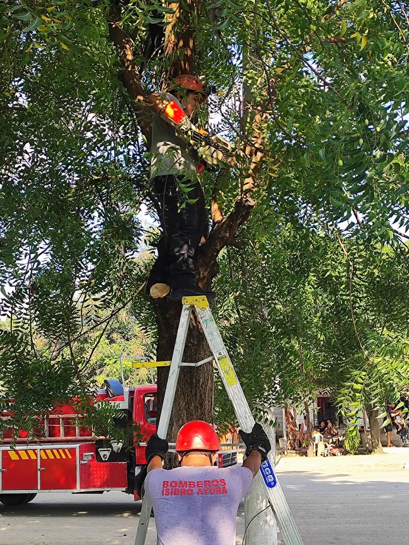 Poda de árboles en Isidro Ayora facilita trabajo de CNEL y mejora seguridad